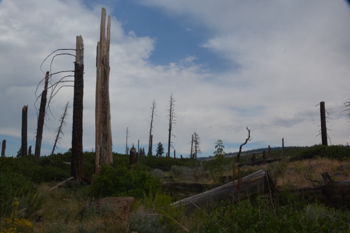 Evidence of 2002 fire surrounding Blue Lake